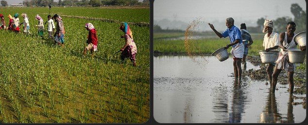 Budget 2026 strengthens agriculture and rural economy for inclusive growth